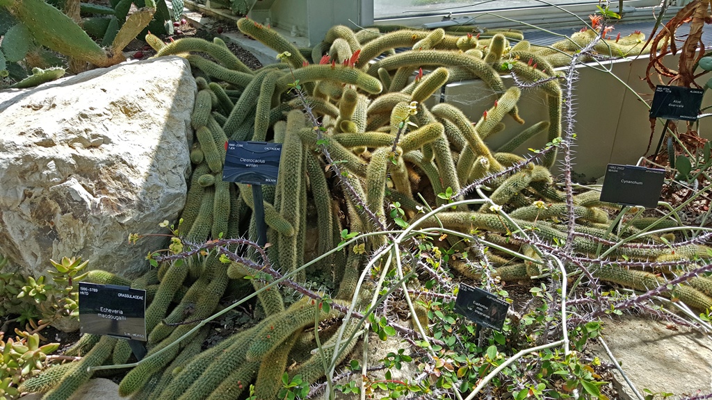 Cleistocactus Winteri and  Euphorbia Milii